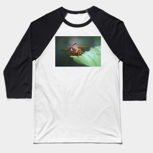 Closeup of a Cicada Killer Baseball T-Shirt